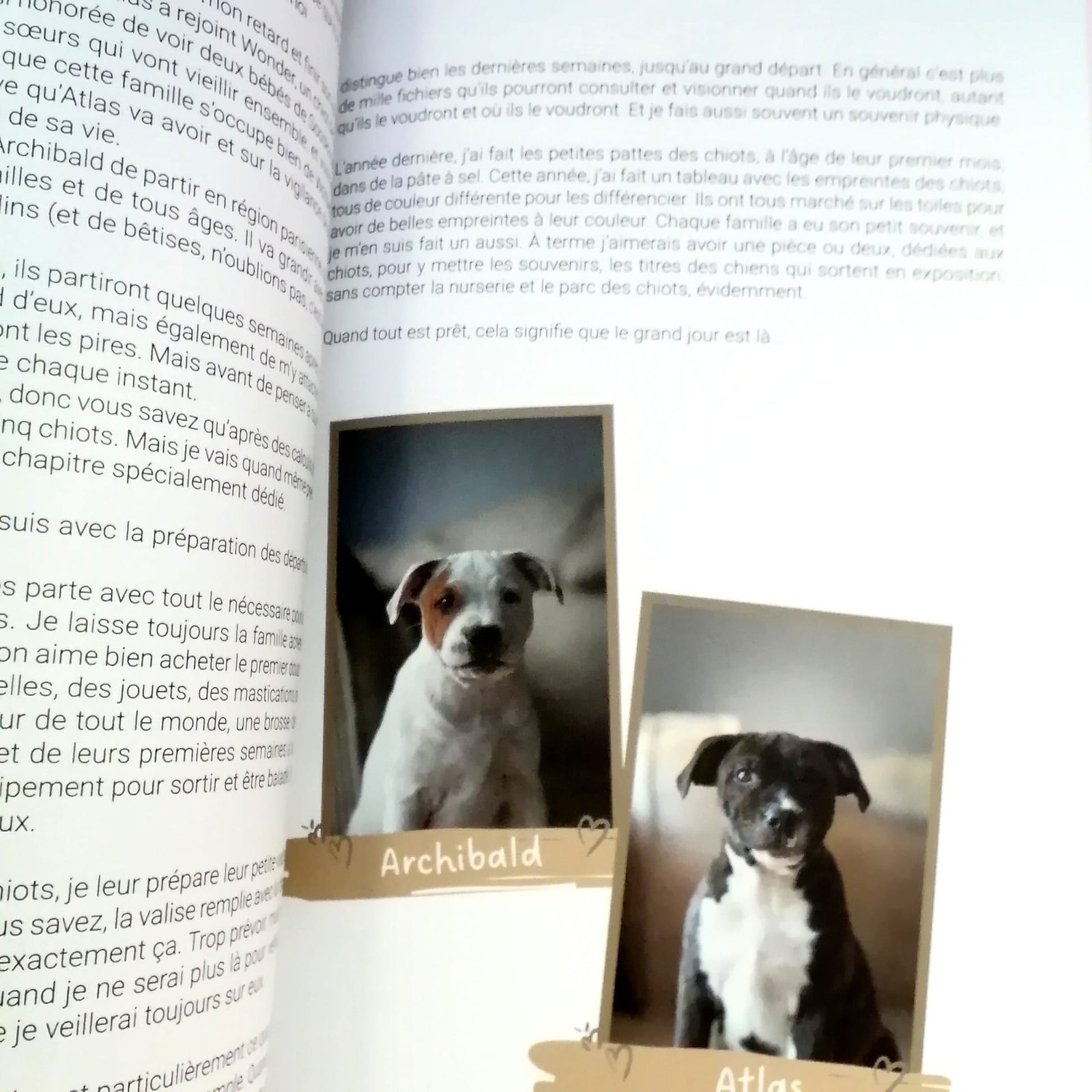 elevage de chien