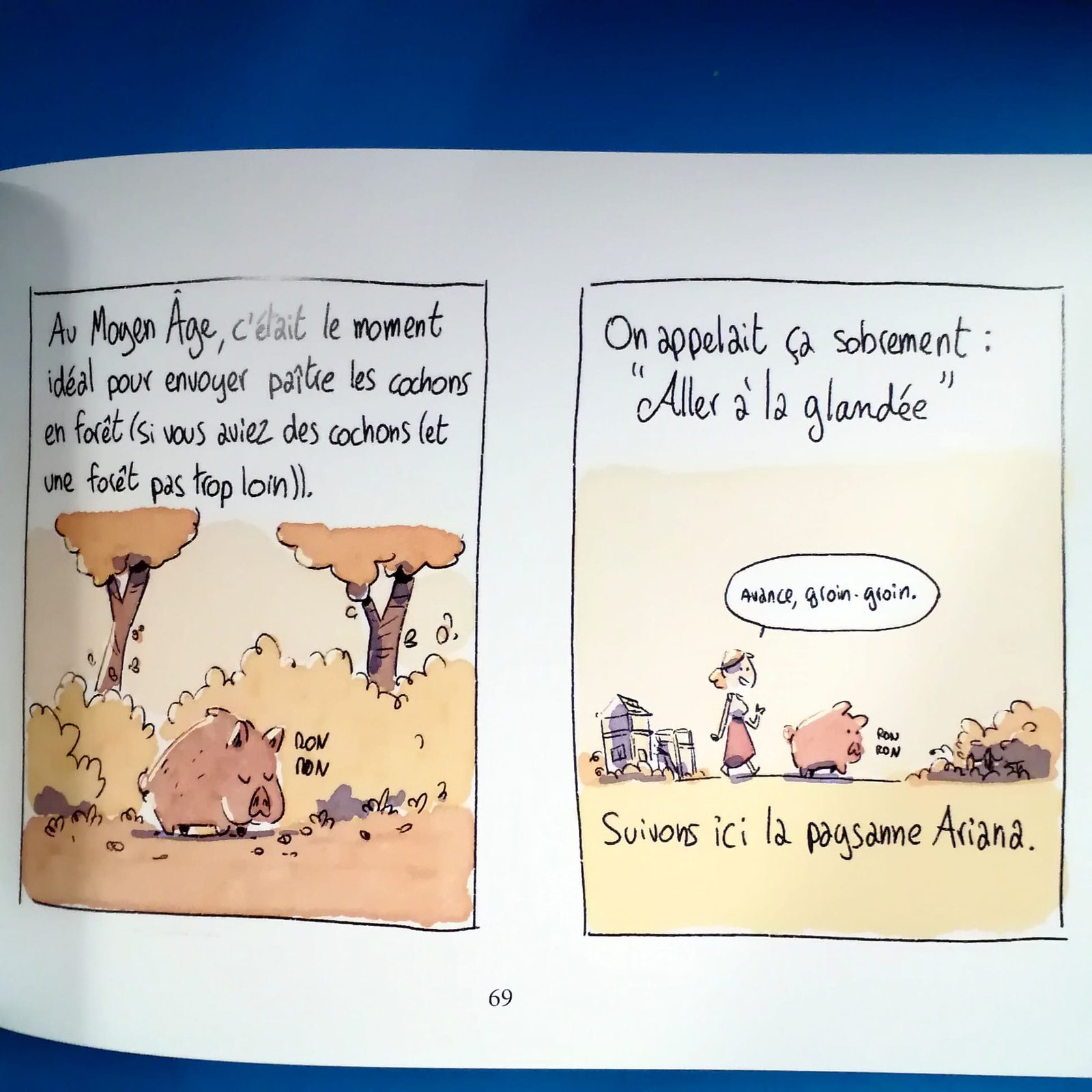 insectes bd